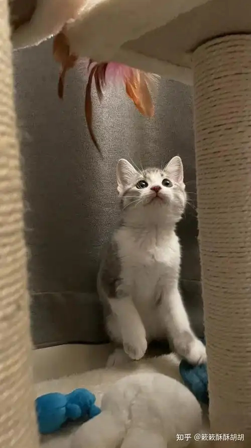 布偶串美短孩子长大啥样呢? - 知乎