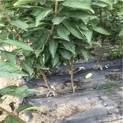 红妃樱桃苗图片及价格