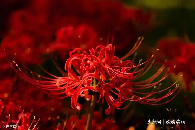 彼岸花诗词伤感彼岸花古风凄惨唯美句