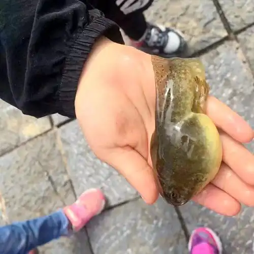 大的,小的,异形的……美国牛蛙占领丽江大小沟渠?