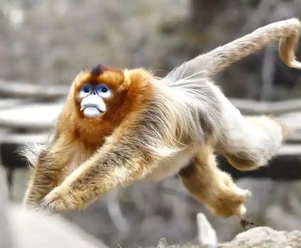 中国珍稀野生动物-----金丝猴