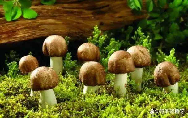 真正厉害的人懂得蘑菇定律