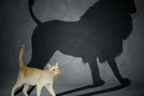 小猫逃开影子的招数