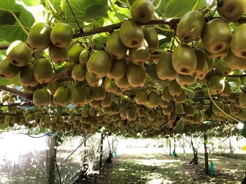 佳沛新品红肉奇异果中国上市百果园获独家首发权