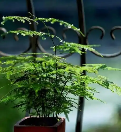 养好文竹并不难做3点长到2米长开出满枝花