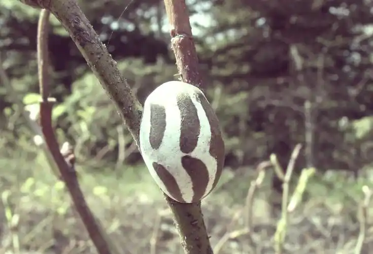 91被刺蛾幼虫蛰了怎么办?