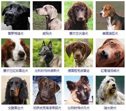 大型犬品种大全大型狗狗图片