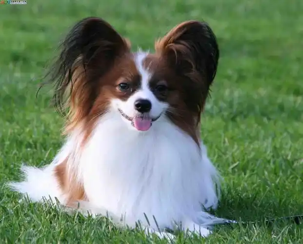 上海蝴蝶犬价格上海蝴蝶犬图片上海蝴蝶犬哪里有卖_蝴蝶犬 - 宠物网