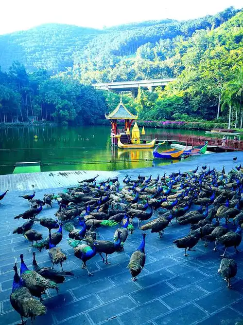 西双版纳森林公园