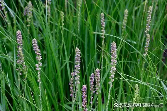 每日认识一味药之知母