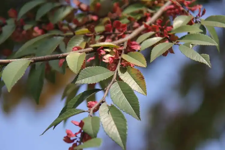 庆元植物1222-榆科-榆属-榔榆