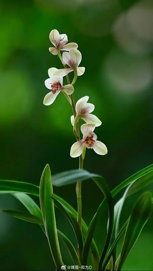 11.18             兰花兰花(学名: cymbidium ssp.