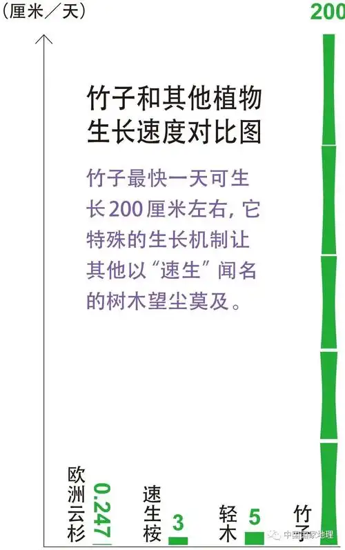 为竹子的"狂飙生长期"提供了充足的后援这些能量像是骆驼的驼峰,汽车