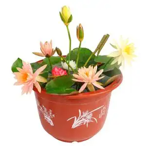 睡莲水培植物四季水生碗莲根块根茎带花苞 花卉盆栽观花室内荷花