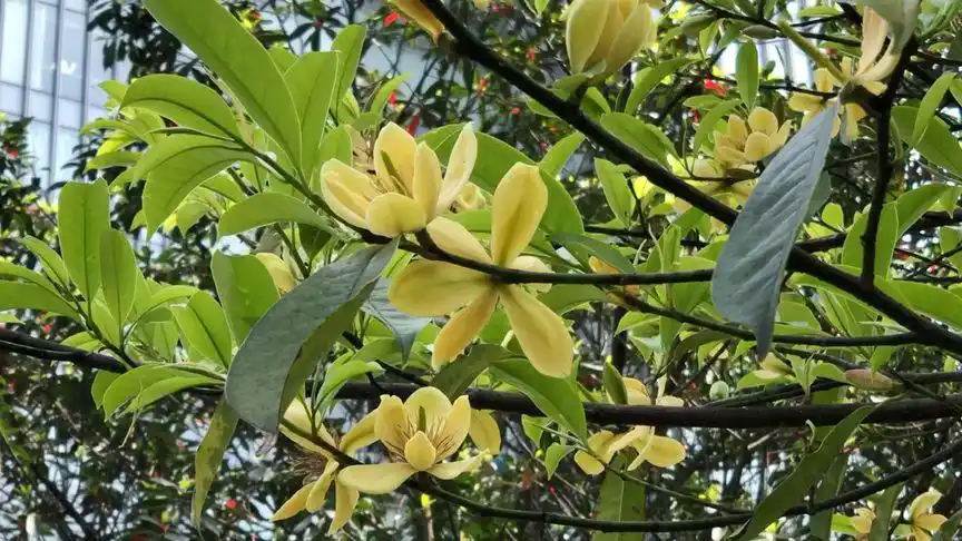 神奇!这种树的树身上长满眼睛,它的名字叫乐昌含笑