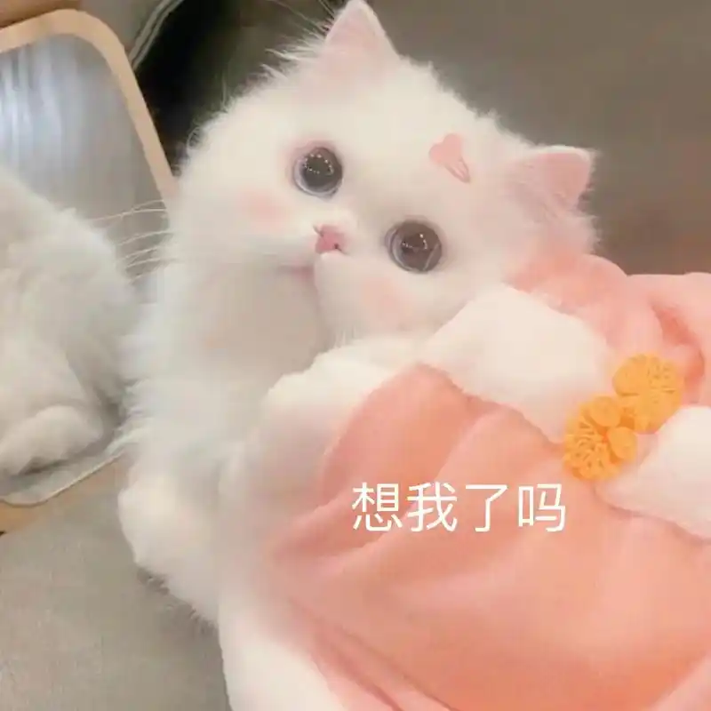 猫咪表情包 #表情包 #艾特你想要艾特的人 #发给对象表情 - 抖