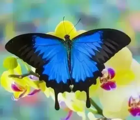 欣赏一下蝴蝶图片 - 抖音