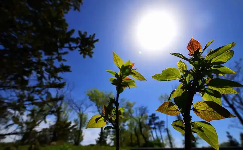 初夏,雨后阳光下