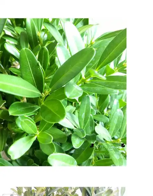 庭院黄杨球小叶黄杨盆栽绿化园林四季常青耐寒植物雀舌高杆50公分土球