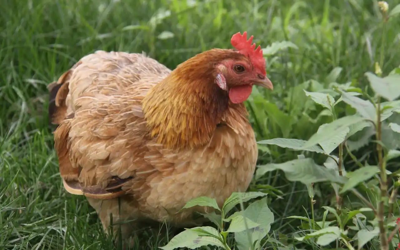 家禽动物母鸡高清桌面壁纸下载(二)