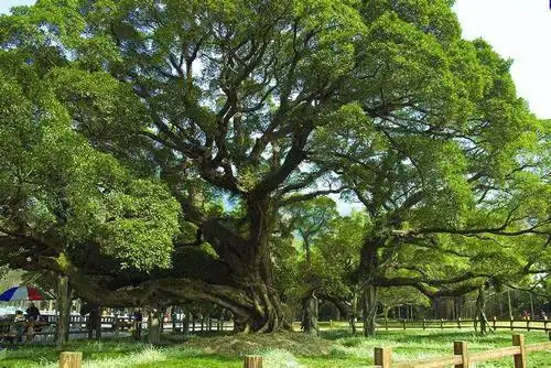 心理测试:4棵大树,哪棵大树枝繁叶茂?测你身边有多少贵人!