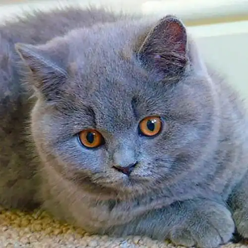 五短是蓝猫的缺点,喜欢抱着蓝猫睡觉,主人的解压神器