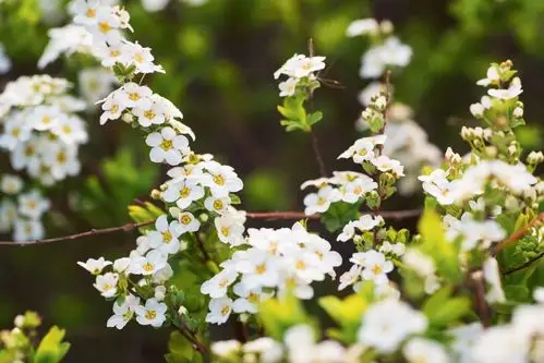 植物百科(三十六)李叶绣线菊_新浪看点