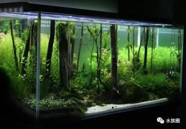 1160480500创意树林景草缸造景