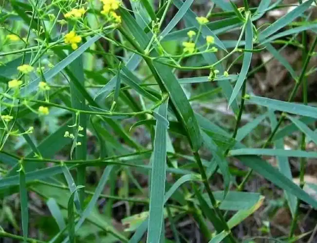 种植柴胡保收又保产的方法