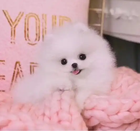 茶杯犬长不大的