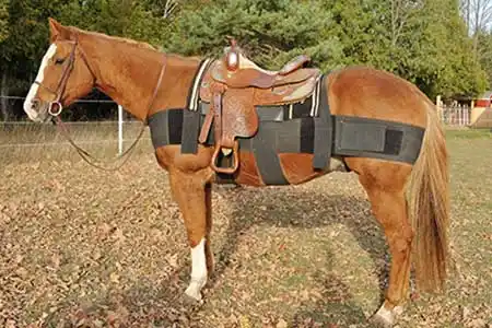 eagle pro six horse training