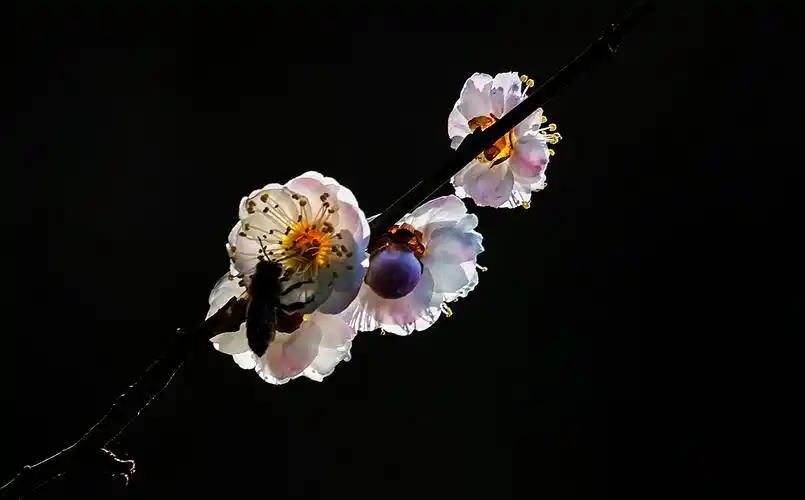 单纯的黑色背景梅花更显高雅纯洁之美