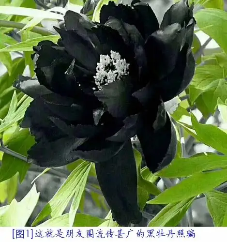 黑牡丹真是纯黑色的吗眼见未必为实