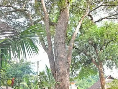 云南发现百岁紫檀王 木材老板100万元求购被拒