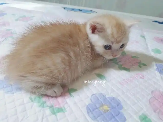 上海普陀西站英短凯米尔纯乳色妹妹领养价预定长毛基因