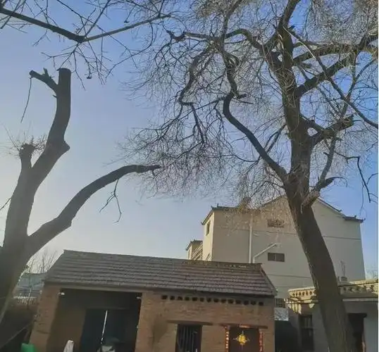 许家印老宅现状新帖对联被撕院里树被砍围墙倒了用活砖垒