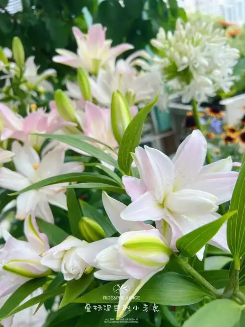 重瓣百合里的小仙女品种名见图3