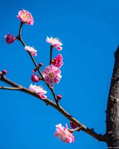 这一枝梅花也挺漂亮的.天很蓝.蓝的像是蓝宝石.而蓝宝石又是蓝得像天.
