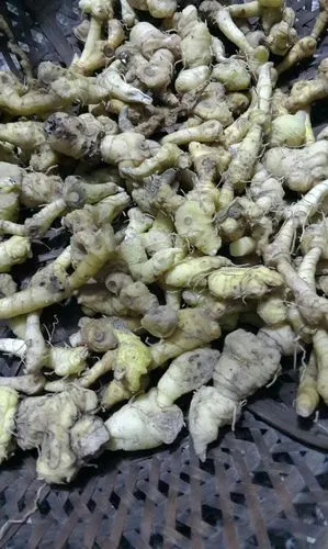 我们这里人叫黄金,说是很好的一种药材,但是学名到底叫什么,有人知道