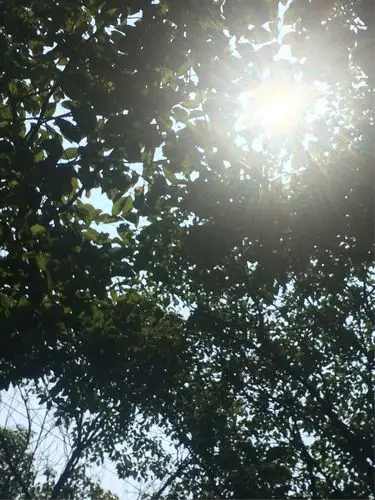 "奉献爱心,传递温情",南小森林城二(2)班雏鹰假日