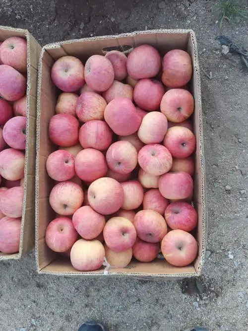 红富士苹果,70以上大果.纯农家肥喂养,甜蜜可口.