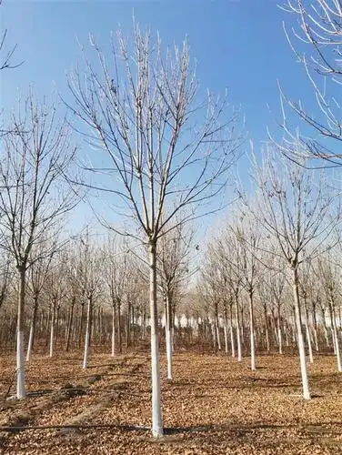 廊坊精品白蜡基地小叶白蜡