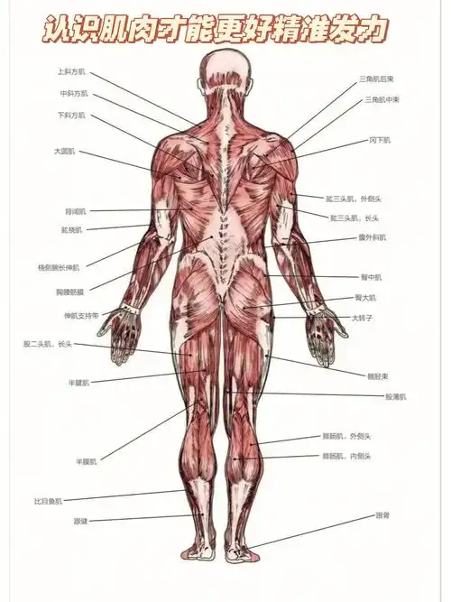 私教肩颈理疗完整解剖丨肌肉功能丨运动模式