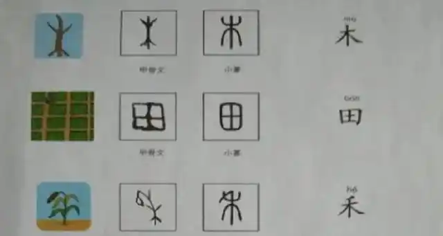 木,甲骨文像上有枝干,下有根系的一棵树,扎根于土地的树.