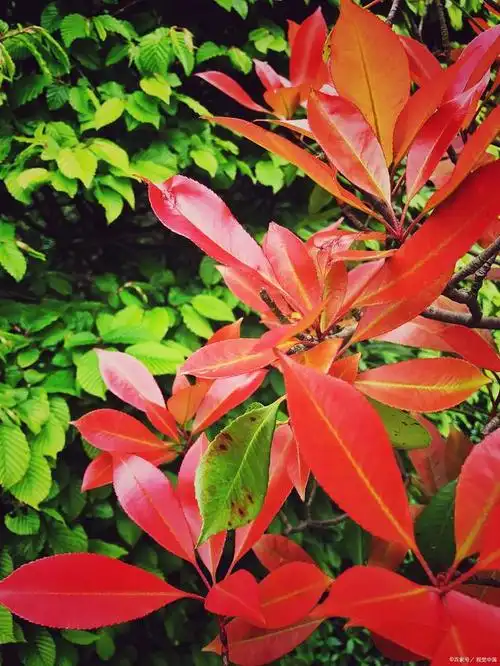 红色叶子的盆栽