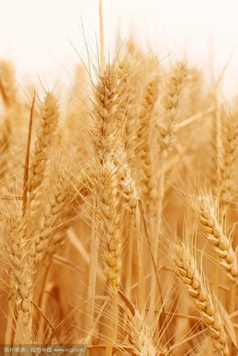 金色的麦子