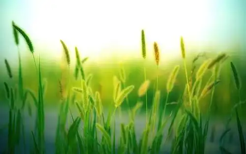 心情淡然释怀的图片