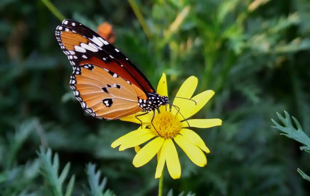 《蝴蝶绕着花儿飞》#静享时光 #唯美意境 #诗意生活 #蝶恋 - 抖音