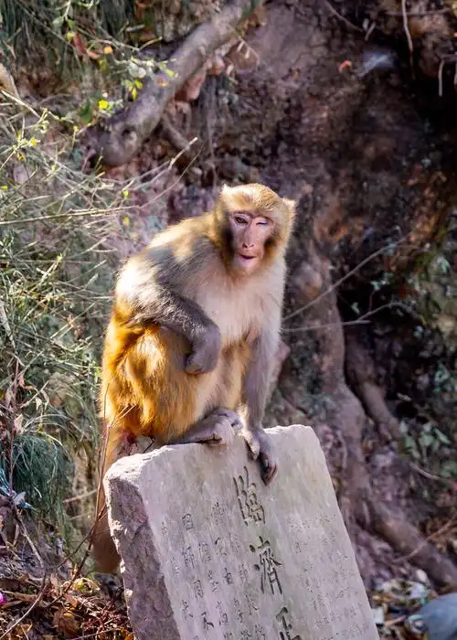 泸山泼猴 西昌邛海边泸山上几只顽皮可爱的猴子