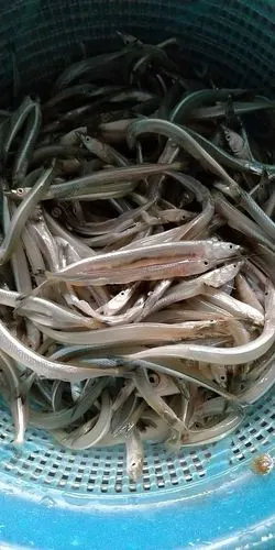 这是什么鱼,我们叫针鳡鱼